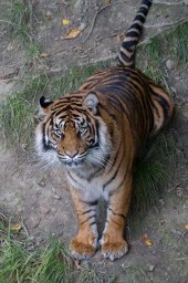 Will the real Daseep please stand up?